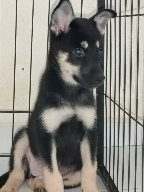 Husky  - Husky Dog