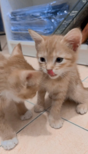 Goma Dan Peach - Domestic Short Hair Cat