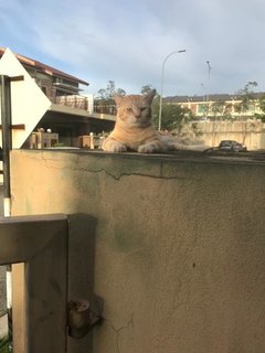 Daddy + tabby marble