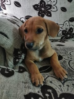 Jojo - Mixed Breed Dog