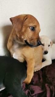 Jojo - Mixed Breed Dog