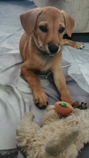 Jojo - Mixed Breed Dog