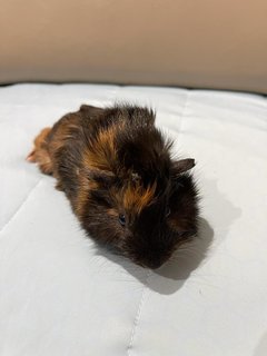 Charcoal, Male Guinea Pig (Merdeka Baby) - Guinea Pig Small & Furry