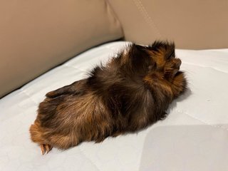 Charcoal, Male Guinea Pig (Merdeka Baby) - Guinea Pig Small & Furry