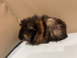 Charcoal, Male Guinea Pig (Merdeka Baby) - Guinea Pig Small & Furry