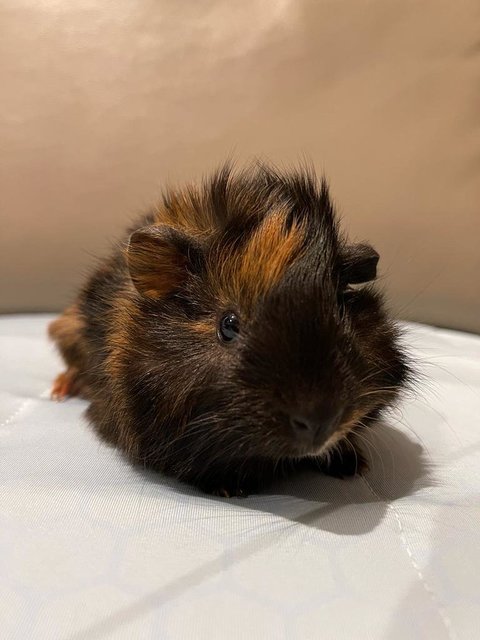 Charcoal, Male Guinea Pig (Merdeka Baby) - Guinea Pig Small & Furry