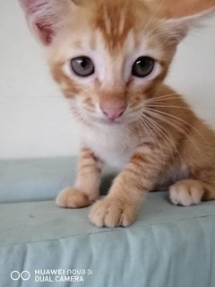 Orange - Domestic Short Hair Cat