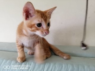 Orange - Domestic Short Hair Cat