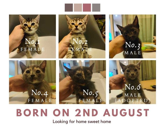 5 Kittens Up For Adoption  - Domestic Short Hair Cat