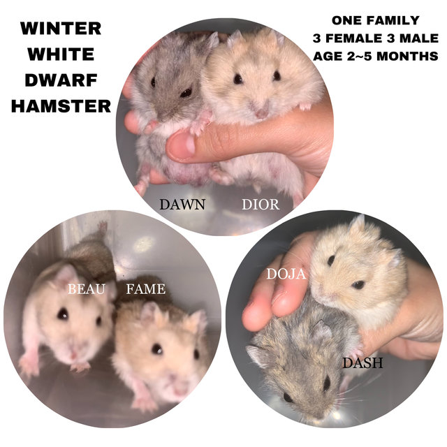 Famebeaudawndashdiordoja - Short Dwarf Hamster Hamster