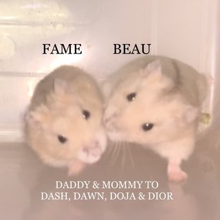 Famebeaudawndashdiordoja - Short Dwarf Hamster Hamster