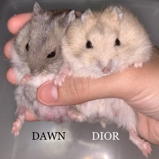 Famebeaudawndashdiordoja - Short Dwarf Hamster Hamster