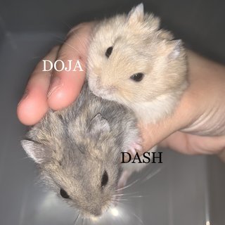 Famebeaudawndashdiordoja - Short Dwarf Hamster Hamster