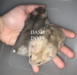 Famebeaudawndashdiordoja - Short Dwarf Hamster Hamster