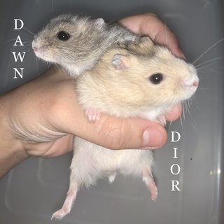 Famebeaudawndashdiordoja - Short Dwarf Hamster Hamster