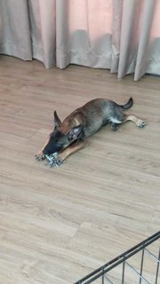 Max (Mixed German Shepherd)  - Mixed Breed Dog