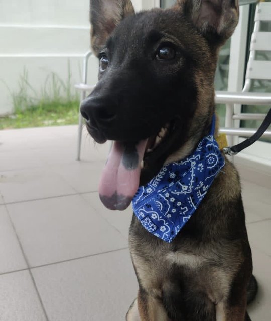 Max (Mixed German Shepherd)  - Mixed Breed Dog