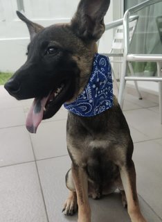 Max (Mixed German Shepherd)  - Mixed Breed Dog