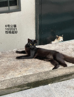 Xiao Xiao Hei - Domestic Long Hair Cat