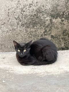 Xiao Xiao Hei - Domestic Long Hair Cat