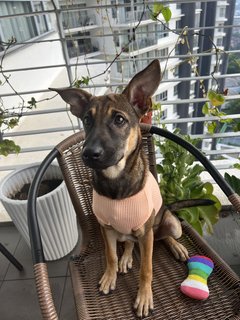 Sweet Rissa (Mixed German Shepherd)  - Mixed Breed Dog