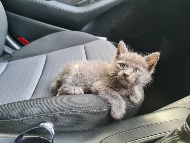 Grey Baby - Domestic Short Hair Cat