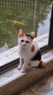 Mori  - Calico Cat