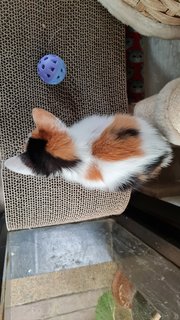 Mori  - Calico Cat