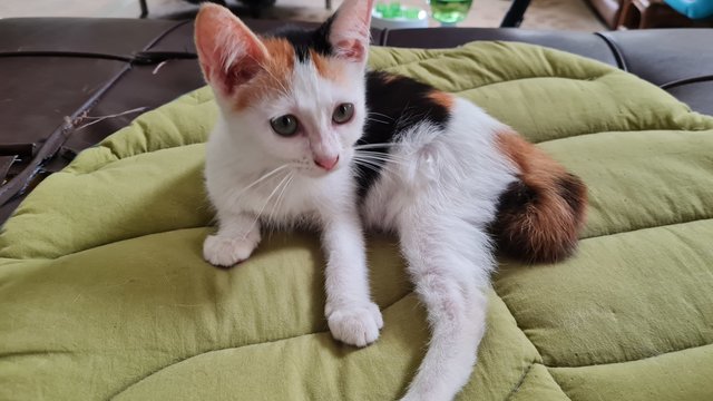 Mori  - Calico Cat