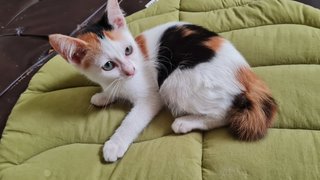 Mori  - Calico Cat