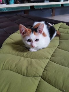 Mori  - Calico Cat