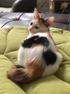 Mori  - Calico Cat