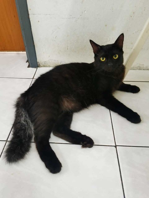 Blackie - Domestic Long Hair Cat