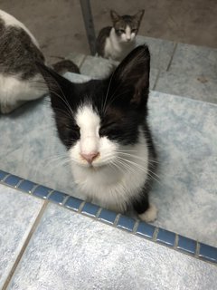 Sylvester - Domestic Long Hair Cat