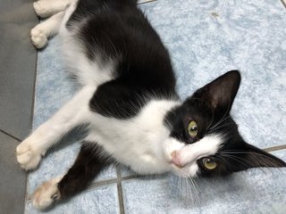 Sylvester - Domestic Long Hair Cat