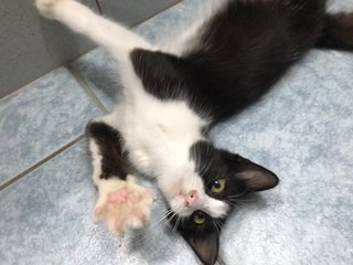 Sylvester - Domestic Long Hair Cat