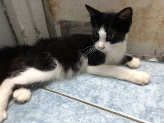 Sylvester - Domestic Long Hair Cat