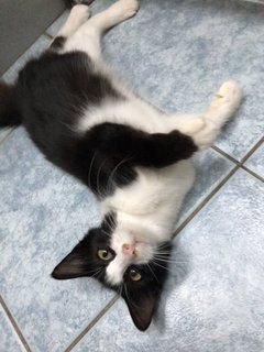 Sylvester - Domestic Long Hair Cat