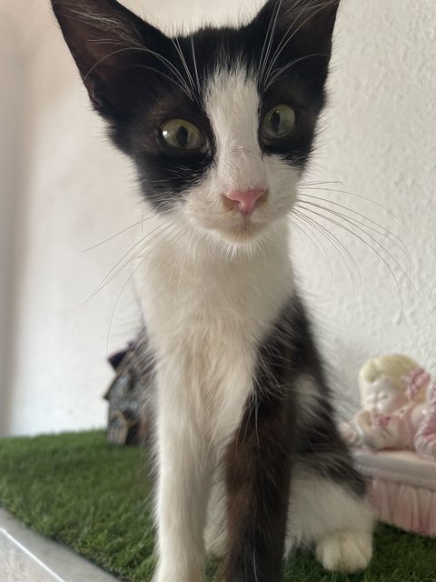 Sylvester - Domestic Long Hair Cat