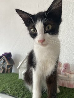 Sylvester - Domestic Long Hair Cat