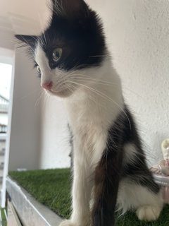 Sylvester - Domestic Long Hair Cat