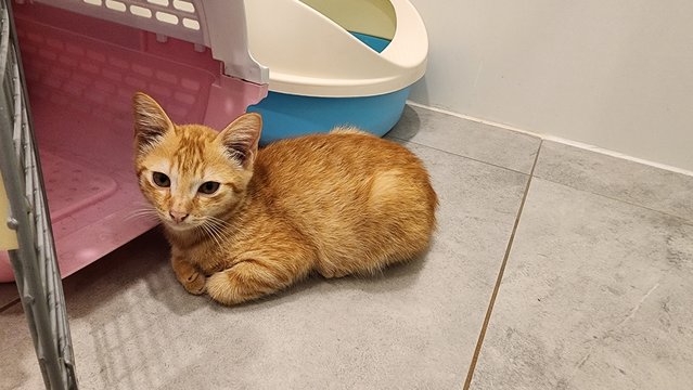 Oyen The Ginger - Domestic Medium Hair + Tiger Cat