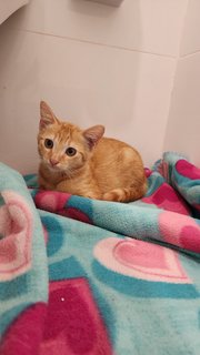 Oyen The Ginger - Domestic Medium Hair + Tiger Cat