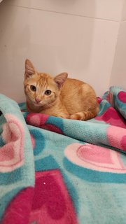 Oyen The Ginger - Domestic Medium Hair + Tiger Cat