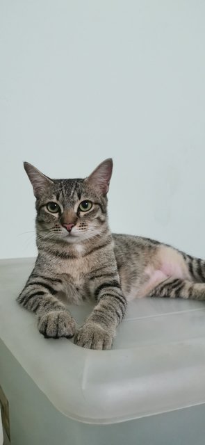 No Name - Domestic Short Hair Cat