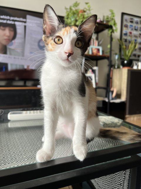 Cali - Domestic Short Hair + Calico Cat