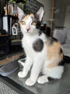 Cali - Domestic Short Hair + Calico Cat