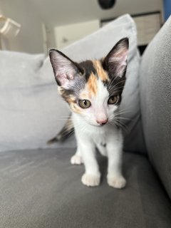 Cali - Domestic Short Hair + Calico Cat