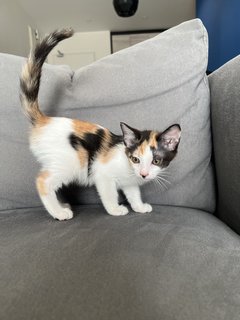 Cali - Domestic Short Hair + Calico Cat