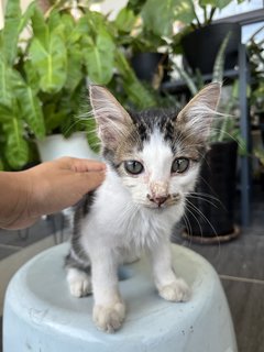 Star - Domestic Short Hair Cat